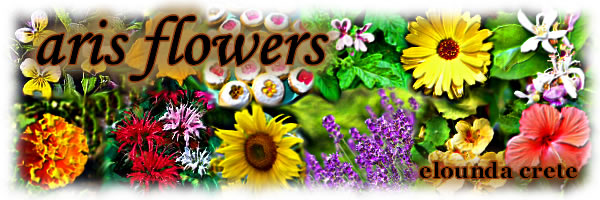 aris flowers